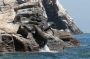 Baja05 - 018 * Isla San Pedro Martir also hosts one of the largest California sea lion rookeries in the gulf